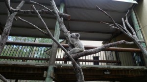 daisy hill koala park