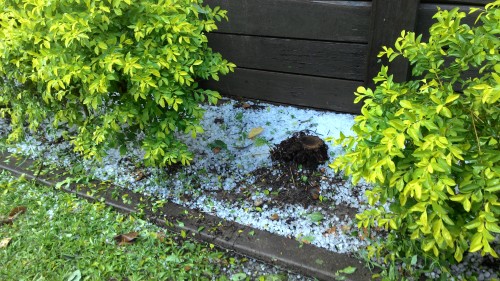 大雨過後，菜價甚貴
