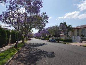 紫色樹@Sunnybank Hills